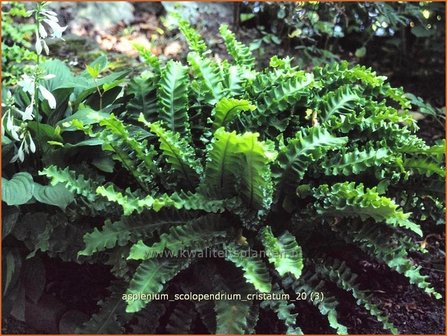 Asplenium scolopendrium &#039;Cristatum&#039; | Tongvaren, Streepvaren | Hirschzungenfarn