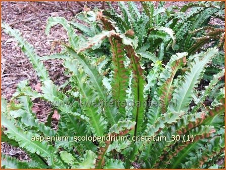 Asplenium scolopendrium &#039;Cristatum&#039; | Tongvaren, Streepvaren | Hirschzungenfarn