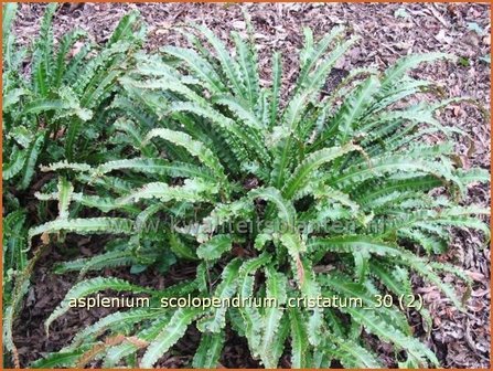 Asplenium scolopendrium &#039;Cristatum&#039; | Tongvaren, Streepvaren | Hirschzungenfarn