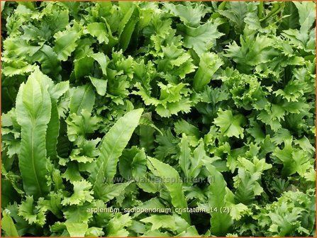 Asplenium scolopendrium &#039;Cristatum&#039; | Tongvaren, Streepvaren | Hirschzungenfarn