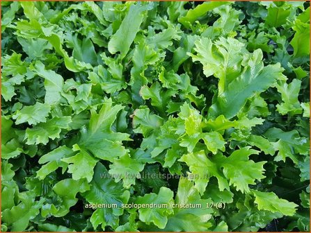 Asplenium scolopendrium &#039;Cristatum&#039; | Tongvaren, Streepvaren | Hirschzungenfarn