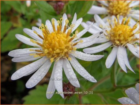 Aster ageratoides &#039;Asran&#039; | Aster | Ageratum-&auml;hnliche Aster