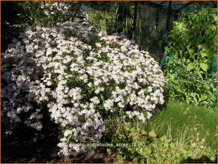 Aster ageratoides &#039;Asran&#039; | Aster | Ageratum-&auml;hnliche Aster