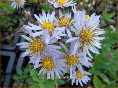 Aster ageratoides &#039;Asran&#039; | Aster | Ageratum-&auml;hnliche Aster