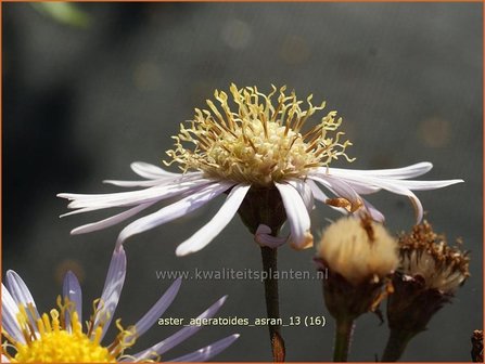 Aster ageratoides &#039;Asran&#039; | Aster | Ageratum-&auml;hnliche Aster