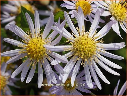 Aster ageratoides &#039;Asran&#039; | Aster | Ageratum-&auml;hnliche Aster