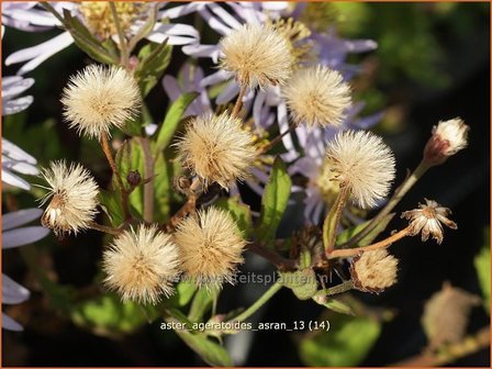 Aster ageratoides &#039;Asran&#039; | Aster | Ageratum-&auml;hnliche Aster