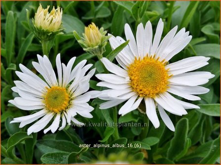 Aster alpinus &#039;Albus&#039; | Alpenaster, Aster | Alpenaster