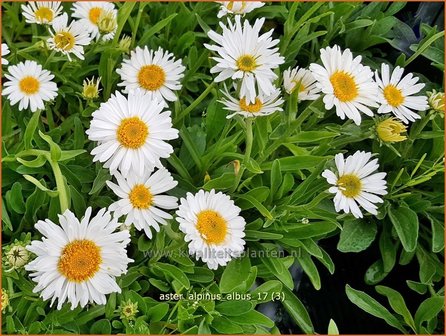 Aster alpinus &#039;Albus&#039; | Alpenaster, Aster | Alpenaster