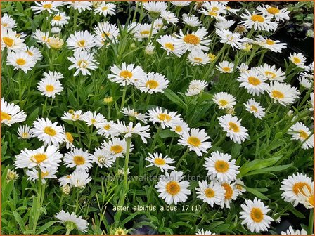 Aster alpinus &#039;Albus&#039; | Alpenaster, Aster | Alpenaster