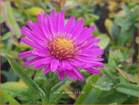 Aster &#039;Anneke&#039; | Aster | Aster