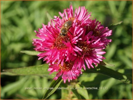 Aster novae-angliae &#039;Andenken an Alma P&ouml;tschke&#039; | Nieuw-Engelse aster, Herfstaster, Aster | Raublatt-Aster