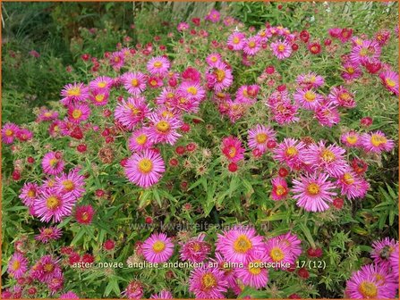 Aster novae-angliae &#039;Andenken an Alma P&ouml;tschke&#039; | Nieuw-Engelse aster, Herfstaster, Aster | Raublatt-Aster