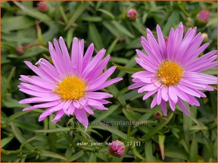 Aster &#039;Peter Harrison&#039; | Aster | Aster