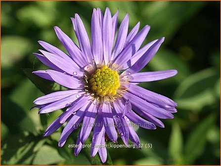 Aster &#039;Prof. Anton Kippenberg&#039; | Aster | Aster