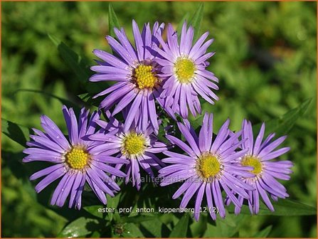 Aster &#039;Prof. Anton Kippenberg&#039; | Aster | Aster