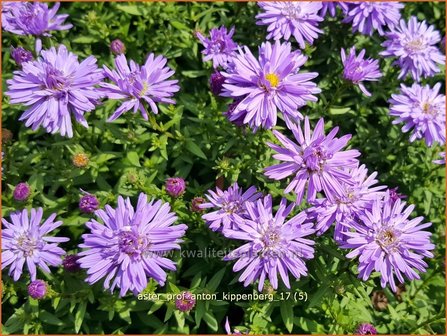 Aster &#039;Prof. Anton Kippenberg&#039; | Aster | Aster