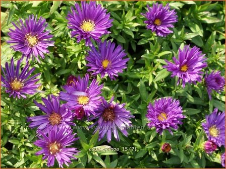 Aster &#039;Samoa&#039; | Aster | Aster