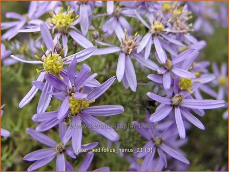 Aster sedifolius 'Nanus' | Aster | &Ouml;dland-Aster