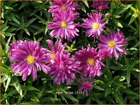 Aster &#039;Tonga&#039; | Aster | Aster