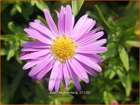 Aster &#039;Wachsenburg&#039; | Aster | Aster