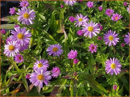 Aster &#039;Wachsenburg&#039; | Aster | Aster