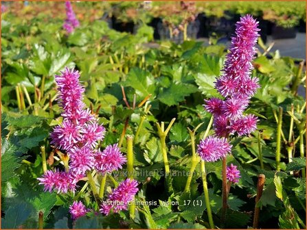 Astilbe chinensis &amp;#39;Vision&amp;#39;