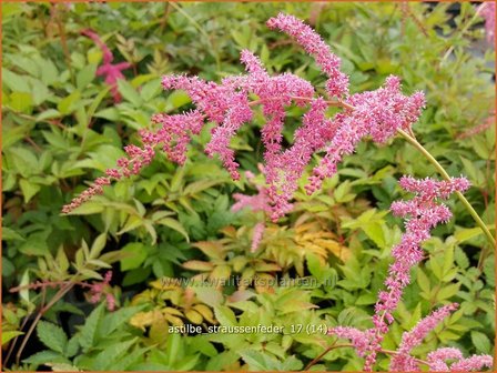 Astilbe &#039;Strau&szlig;enfeder&#039; | Pluimspirea, Spirea | Prachtspiere