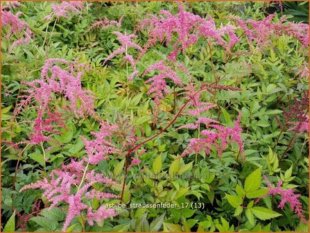 Astilbe &#039;Strau&szlig;enfeder&#039; | Pluimspirea, Spirea | Prachtspiereq