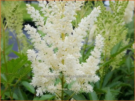 Astilbe 'Wei&szlig;e Gloria' | Pluimspirea, Spirea | Prachtspiere