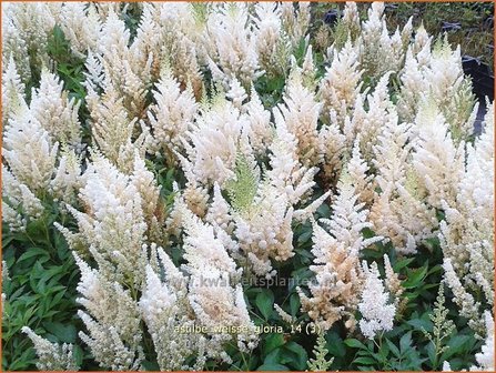 Astilbe 'Wei&szlig;e Gloria' | Pluimspirea, Spirea | Prachtspiere