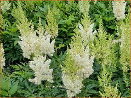 Astilbe 'Wei&szlig;e Gloria' | Pluimspirea, Spirea | Prachtspiere