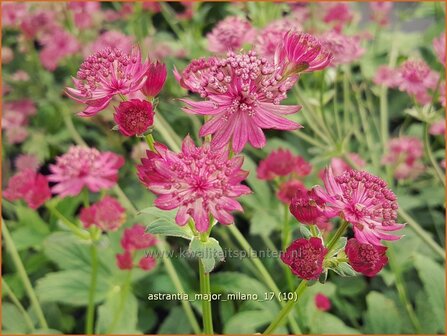 Astrantia major &#039;Milano&#039; | Zeeuws knoopje, Groot sterrenscherm | Gro&szlig;e Sterndolde