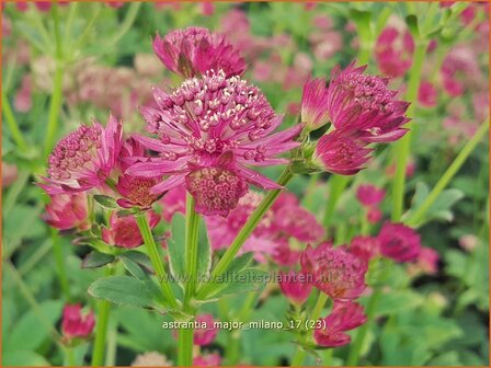 Astrantia major &#039;Milano&#039; | Zeeuws knoopje, Groot sterrenscherm | Gro&szlig;e Sterndolde