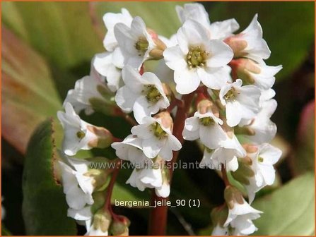 Bergenia &#039;Jelle&#039; | Schoenlappersplant, Olifantsoor | Bergenie