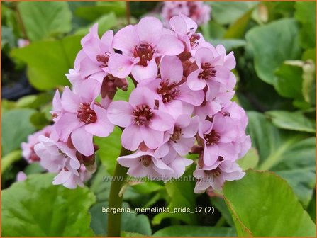 Bergenia &#039;Memelinks Pride&#039; | Schoenlappersplant, Olifantsoor | Bergenie