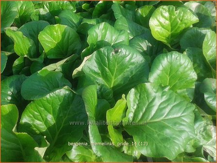 Bergenia &#039;Memelinks Pride&#039; | Schoenlappersplant, Olifantsoor | Bergenie