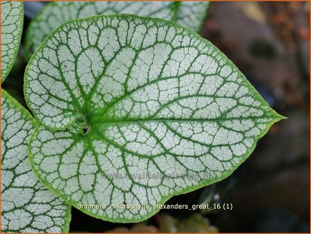 Brunnera macrophylla 'Alexander's Great' | Kaukasische vergeet-mij-nietje, Vast vergeet-mij-nietje | Kauka
