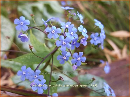 Brunnera macrophylla 'Alexander's Great' | Kaukasische vergeet-mij-nietje, Vast vergeet-mij-nietje | Kauka