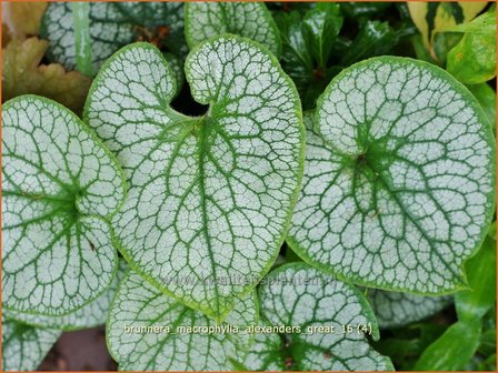 Brunnera macrophylla 'Alexander's Great' | Kaukasische vergeet-mij-nietje, Vast vergeet-mij-nietje | Kauka