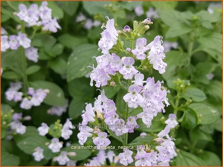 Calamintha nepeta | Bergsteentijm, Steentijm | Kleinbl&uuml;tige Bergminze