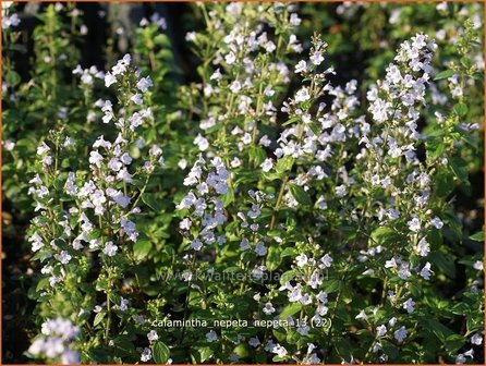 Calamintha nepeta | Bergsteentijm, Steentijm | Kleinbl&uuml;tige Bergminze