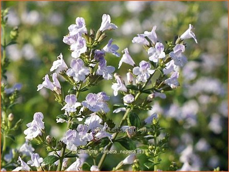 Calamintha nepeta | Bergsteentijm, Steentijm | Kleinbl&uuml;tige Bergminze