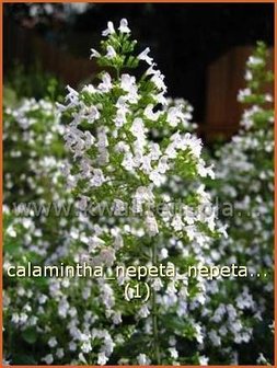 Calamintha nepeta | Bergsteentijm, Steentijm | Kleinbl&uuml;tige Bergminze