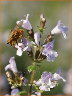 Calamintha nepeta | Bergsteentijm, Steentijm | Kleinbl&uuml;tige Bergminze