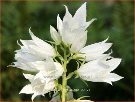 Campanula latifolia &#039;Alba&#039; | Breed klokje, Klokjesbloem | Breitbl&auml;ttrige Wald-Glockenblume