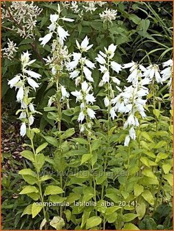 Campanula latifolia &#039;Alba&#039; | Breed klokje, Klokjesbloem | Breitbl&auml;ttrige Wald-Glockenblume