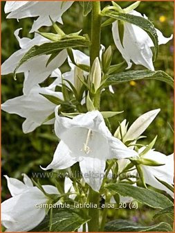 Campanula latifolia &#039;Alba&#039; | Breed klokje, Klokjesbloem | Breitbl&auml;ttrige Wald-Glockenblume