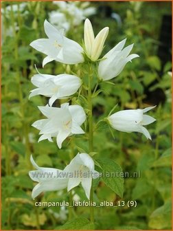 Campanula latifolia &#039;Alba&#039; | Breed klokje, Klokjesbloem | Breitbl&auml;ttrige Wald-Glockenblume