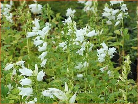 Campanula latifolia &#039;Alba&#039; | Breed klokje, Klokjesbloem | Breitbl&auml;ttrige Wald-Glockenblume